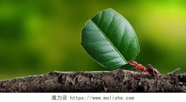 励志正能量绿色渐变励志拼搏蚂蚁担当的蚂蚁展板